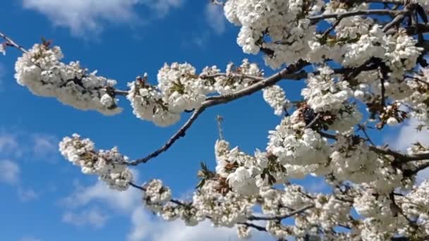 White Flowers Spring Branch — стоковое видео