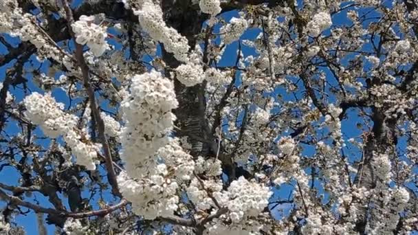 Weiße Blumen Auf Einem Frühlingszweig — Stockvideo