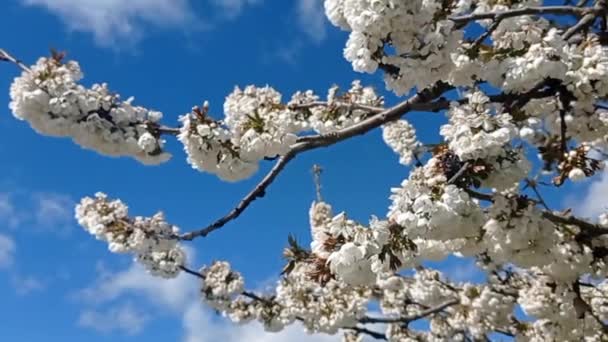 Weiße Blumen Auf Einem Frühlingszweig — Stockvideo