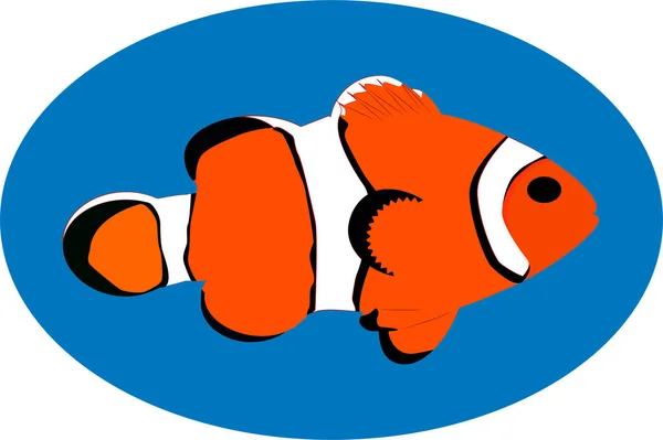 Clownfisk Orange Svart Och Vitt Blå Ellips — Stock vektor