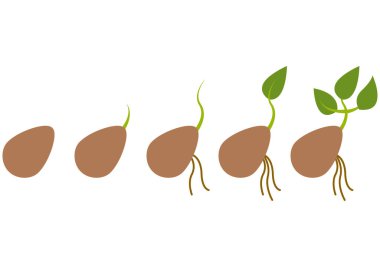 Beyaz arkaplanda bir bitkinin büyüme süreci.