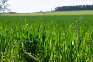 Yakından görülen yeşil tarlalar.