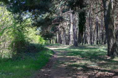 Çam ormanları bir patika ile kesişiyor..