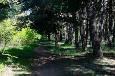 Çam ormanları bir patika ile kesişiyor..