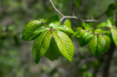 Çalı ve ağaç yaprakları arka plan.