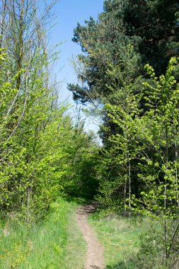 Baharda bir ormanın manzarası bir patikayla kesişir..