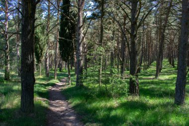 Baharda bir ormanın manzarası bir patikayla kesişir..