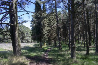 Çam ormanları bir patika ile kesişiyor..