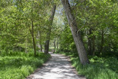 Landscape of a forest in spring crossed by a path.