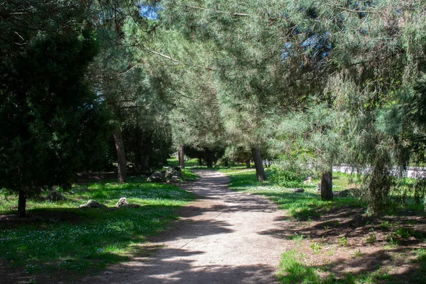 Paesaggio Una Foresta Primavera Attraversato Sentiero — Foto Stock