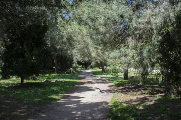 Landscape Forest Spring Crossed Path — Foto de Stock