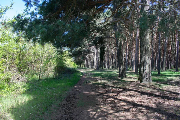 Çam ormanları bir patika ile kesişiyor..