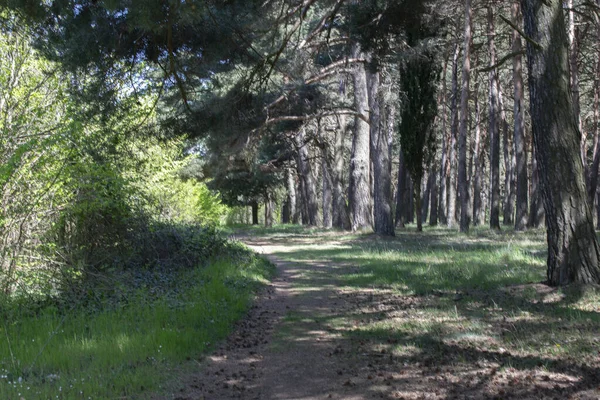 Çam ormanları bir patika ile kesişiyor..