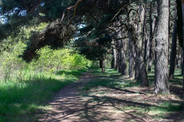 Pine Forest Landscape Crossed Path —  Fotos de Stock