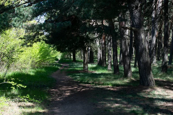 Çam ormanları bir patika ile kesişiyor..