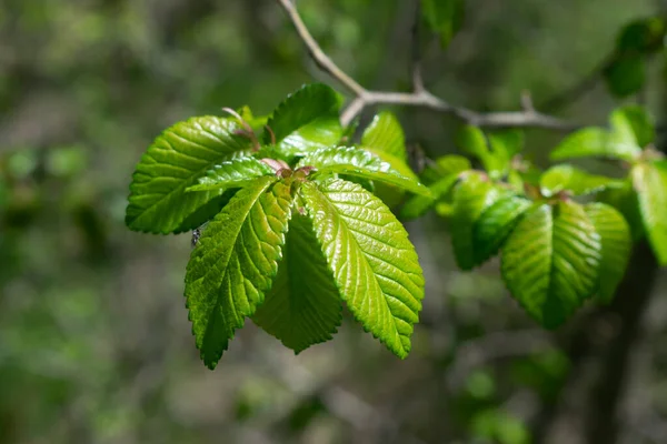 Çalı ve ağaç yaprakları arka plan.