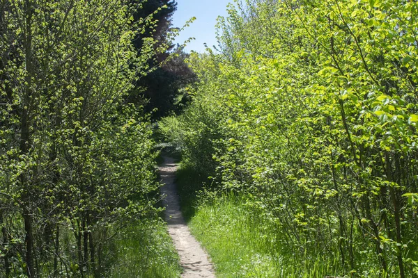 Landscape Forest Spring Crossed Path —  Fotos de Stock