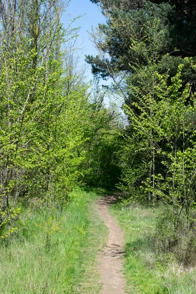 Landscape Forest Spring Crossed Path — стоковое фото