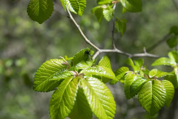 Çalı ve ağaç yaprakları arka plan.