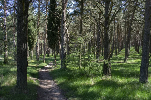 Baharda bir ormanın manzarası bir patikayla kesişir..