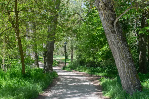Baharda bir ormanın manzarası bir patikayla kesişir..