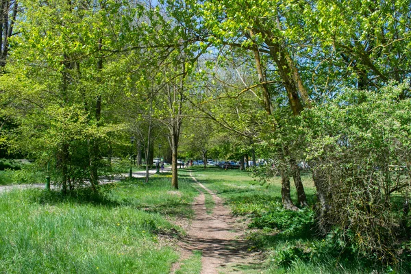 Baharda bir ormanın manzarası bir patikayla kesişir..