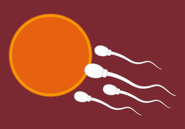 Оплодотворение Спермы Яйцеклетки Матке — стоковый вектор