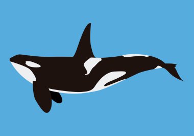 Orkalar okyanusun derinliklerinde yüzerler..