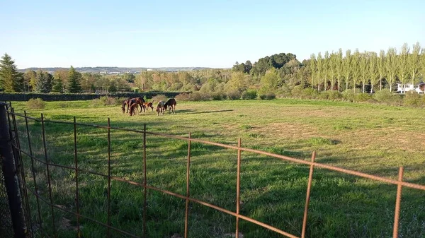春の牧草地で馬の放牧 — ストック写真