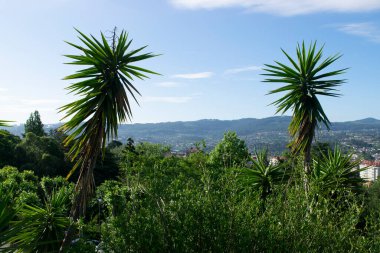 Yazın bir kıyının önündeki palmiye ağacı.