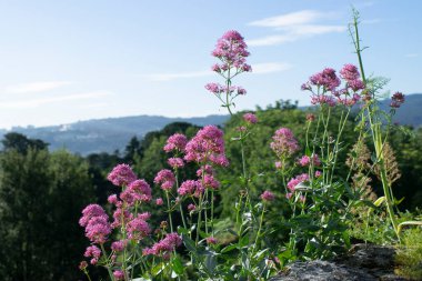 Pembe çiçekler baharda bir dağda.