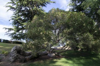Bir parkın bahçesinde duran yüzüncü yıl ağacı..