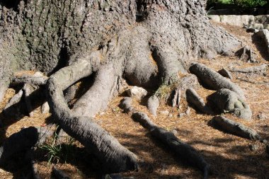 Bir yüzüncü yüzyılın köklerinin arkaplanı.