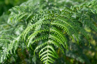arka planı yeşil fern bahar bırakır.