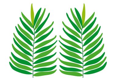 Yeşil eğreltiotu yaprakları beyaz arkaplanda.