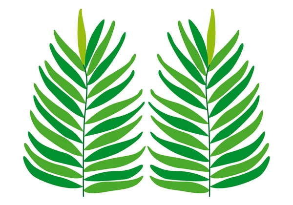 Feuilles Fougère Verte Fond Blanc — Image vectorielle