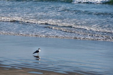 Arka planda dalgalar kıyıya vurmaya başlarken sığ sularda duran bir martının uzun mesafe çekimi..