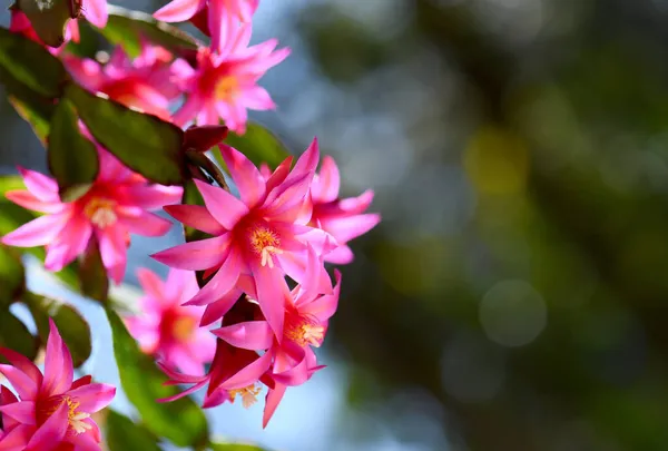 นหล งธรรมชาต ใบไม ดอกไม ชมพ สดใสของ Zygocactus Gertneri แนวค Rhipsal — ภาพถ่ายสต็อก