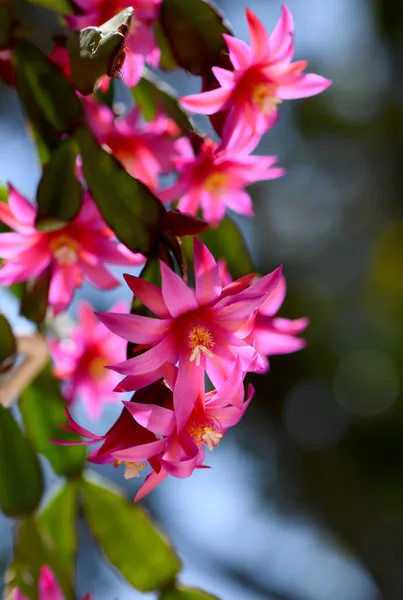 Vibrant Backlit Pink Flowers Zygocactus Hatiora Gaertneri Family Rhipsalideae Also — Stock Photo, Image