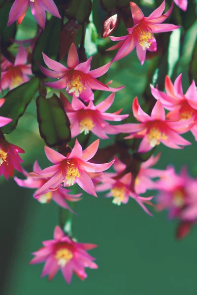 Bunga Berwarna Merah Muda Cerah Dari Zygocactus Schlumbergera Gaertneri Sebelumnya — Stok Foto