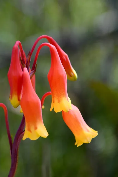 Close up of Australian native Christmas Bells, Blandfordia nobilis, family Blandfordiaceae. Spring summer flowering perennial herb native to eastern Australia, growing in Sydney woodland, NSW, Australia. Sometimes referred to Lily family Liliaceae