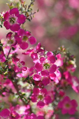Avustralyalı Leptospermum çay ağacı Riot Cultivar 'ın pembe kırmızı çiçekleri, Myrtaceae ailesi.. 