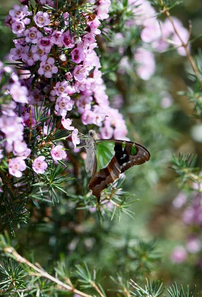 오스트레일리아의 Macleays Swallowtail Butterfly Graphium Macleayanum Papilionidae 시드니 정원에서 분홍색 — 스톡 사진