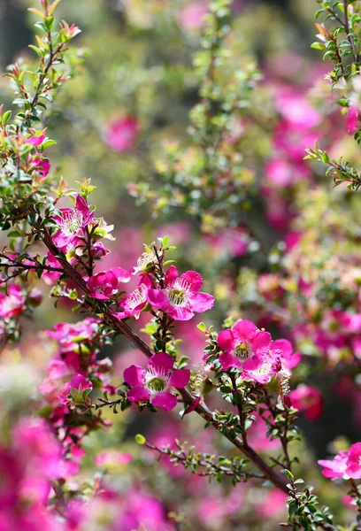 Весенний Фон Солнечного Сада Сцены Розовые Красные Цветы Австралийского Родного — стоковое фото