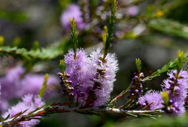 Myrtaceae ailesinden Pembe Şişe Fırçası Beaufortia Schaueri. Batı Avustralya 'ya salgın hastalık. Bahar çiçekli küçük çalı. Melaleuca ile yakından ilişkili..
