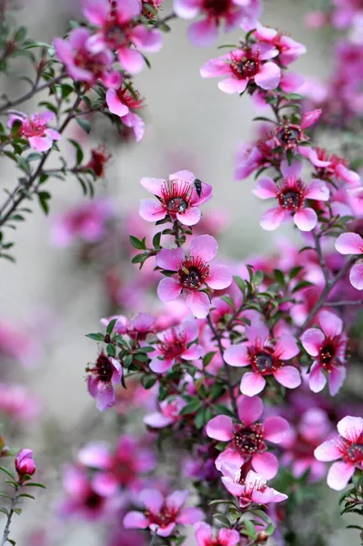 美しいオーストラリア原産のピンクマヌカ Leptospermum Scoparium のお茶の木の花 シドニーで成長している家族のマルタ科 ニューサウスウェールズ州 ビクトリア州 タスマニア州の南東部への流行 — ストック写真