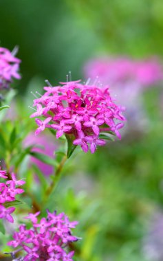 Rose Banjine pirinç çiçeğinin pembe ve mor çiçekleri, Pimelea rosea, Thymelaeaceae ailesinin. Endemic Batı Avustralya 'nın güneybatı kıyısında. Bahar çiçekleri
