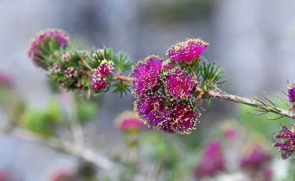 Žluté Antény Sytě Růžové Květy Australského Rodáka Pretty Honey Myrtle — Stock fotografie