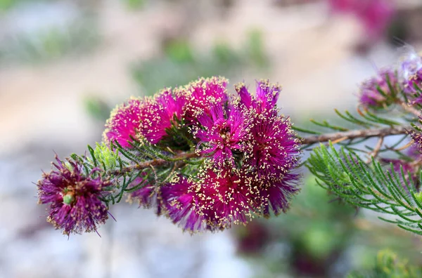 Yellow Anthers Vibrant Deep Pink Purple Flowers Australian Native Pretty — Stock Photo, Image