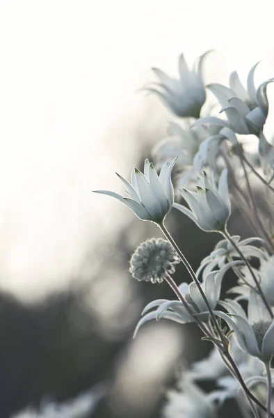 Які Австралійські Квітки Фланелеві Actinotus Helianthi Родина Apiaceae Ростуть Сіднеї — стокове фото